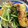 mantacarp's cooksnap of when they made 【簡単・早い】薄揚げと水菜の煮浸し.