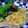 たんこたんきち's cooksnap of when they made ポークソテーりんごソース.