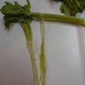 くみ茶☆'s cooksnap of when they made 包丁不要！セロリの筋とり（下処理）.