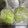 myacooking's cooksnap of when they made 簡単☆便利☆白ネギ冷凍保存.