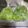myacooking's cooksnap of when they made 捨てないで！ねぎ 青い部分 保存.