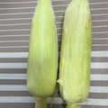 クックH86AFM☆'s cooksnap of when they made 電子レンジとうもろこし☆皮剥き不要茹で方.