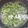 myacooking's cooksnap of when they made 苦くないゴーヤの下処理.