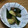 みぃくんのママ's cooksnap of when they made 【作りおき】梅ときゅうりの浅漬け.