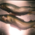 minmo2✳️2's cooksnap of when they made 鮎の塩焼き.