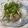 moripu's cooksnap of when they made サワラ白子ポン酢.