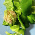 QPはにー's cooksnap of when they made 種がつかない ピーマン の切り方.