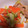 AirCat's cooksnap of when they made 安くて早くて簡単！豚こま回鍋肉風味噌炒め.