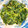 ステルトミチル's cooksnap of when they made 簡単！時短！ほうれん草の胡麻和えおひたし.