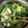 ひろぽぽ0102's cooksnap of when they made 簡単♪ 小松菜と油揚げの煮浸し.
