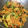 hiromi☆25's cooksnap of when they made ✿小松菜の和え物✿.
