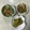 Ruriluru's cooksnap of when they made わらびのお浸し.