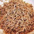 すーたむｗｗ's cooksnap of when they made ちりめん山椒.