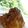 ぽぽたんこぶ's cooksnap of when they made 定番人気のあのメニュー！牛角アイス??☆.