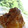 ぽぽたんこぶ's cooksnap of when they made 定番人気のあのメニュー！牛角アイス??☆.
