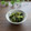 まろんかふぇ's cooksnap of when they made ほうれん草とﾌﾞﾛｯｺﾘｰのごまマヨ和え.
