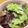 ママメイン！時々子供's cooksnap of when they made 【ノンオイル】美味シーザードレッシング♪.