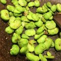 Yokchina's cooksnap of when they made 超簡単！そらまめとチーズのガーリック炒め.