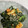 おミソミソ's cooksnap of when they made ☆ほうれんそうと油揚げの韓国風和え物☆.