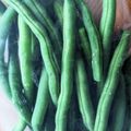 yknobi's cooksnap of when they made いんげんの冷凍保存.