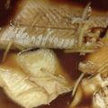 kzr孤鳩's cooksnap of when they made あぶらかれいの煮付け.