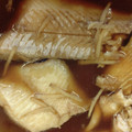 kzr孤鳩's cooksnap of when they made あぶらかれいの煮付け.