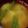 ヨシヨッシー's cooksnap of when they made 豆腐と絹さやの味噌汁♪.