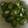 Yokchina's cooksnap of when they made そら豆と新玉ねぎの簡単マリネ.