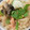 クックM6DK2O☆'s cooksnap of when they made 鮭と大豆の炊き込みご飯【冷凍・作り置き】.