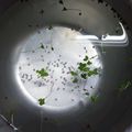 ゆにコーン's cooksnap of when they made ブロッコリースプラウトの洗い方♪.