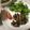 クックFH4BG3☆'s cooksnap of when they made お弁当にも◎豚こま肉の大葉味噌焼き.
