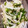 eoll's cooksnap of when they made 新玉ねぎとおくらのサラダ.
