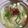 プロコフィエフ's cooksnap of when they made 簡単なのに深い味わい参鶏湯風スープ.