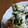 クック00Q0QZ☆'s cooksnap of when they made 簡単一品★ちくわの青のりマヨ.