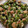 yasuna313's cooksnap of when they made アジ・イワシのつみれの大葉包み揚げ.