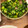 クックZooey☆'s cooksnap of when they made つるむらさきのにんにくと生姜で和えたん.