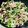 いちごクック's cooksnap of when they made 豆苗とベーコン☆ぶなしめじのバター炒め　.