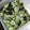 もりのりころ's cooksnap of when they made きゅうりとわかめの酢の物.