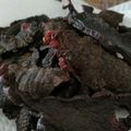 ミカミカロン's cooksnap of when they made 猪肉のジャーキー✳わんこごはん✳犬ごはん.