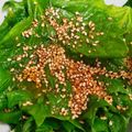 ぴゃるか's cooksnap of when they made ばあちゃん直伝！大葉の胡麻醤油漬け.