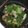 コメとレンジ's cooksnap of when they made 豚肉とキャベツとアスパラの塩ダレ炒め.