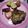 ドラエミ's cooksnap of when they made 香ばしい♪アーティチョークの蒸し焼き.