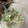 月✳Iris's cooksnap of when they made きゅうりとツナのマヨ和え.