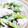 ｶｯﾊﾟ。's cooksnap of when they made アスパラガスとささみのゴママヨあえ.