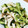 ｶｯﾊﾟ。's cooksnap of when they made 簡単！ささみときゅうりのさっぱりサラダ.