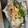 mozutoufu's cooksnap of when they made 秋鮭ときのこのホイル焼き.