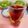 へい♡ゆー♡'s cooksnap of when they made 糖質オフ☆麦焼酎のハイビスカスティー割り.