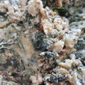 カクヨ's cooksnap of when they made 鮭とほうれん草としめじのキッシュ.