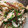 ココアLoveママ's cooksnap of when they made ささみと茗荷・大葉の梅肉和え.