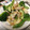 ひろみつばち's cooksnap of when they made かんぱちのごま油焼き.